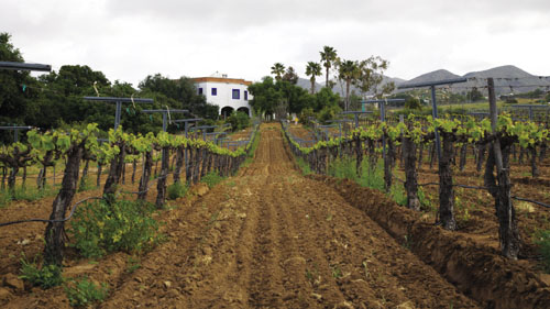 Viña de Liceaga, en San Antonio de las Minas