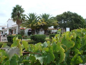 Querétaro_La Redonda