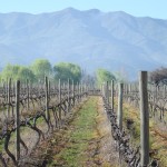 chile_csilva Viñedo Los Lingues de Casa Silva