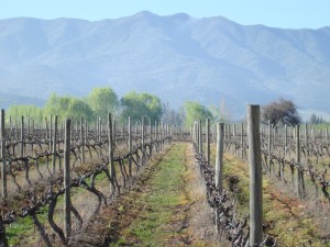 Viñedo Los Lingues de Casa Silva