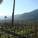 chile_larosa La Palmería de Cocalán, propiedad de Viña La Rosa