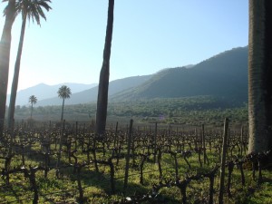 chile_larosa