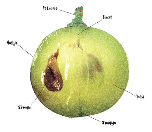 partes de la uva