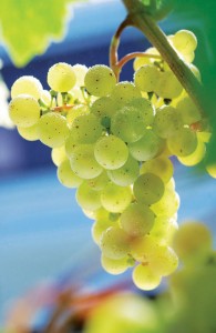 uva torrontes