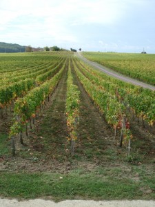 Blaye_viñed