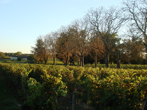 Fonchereau_viñedo