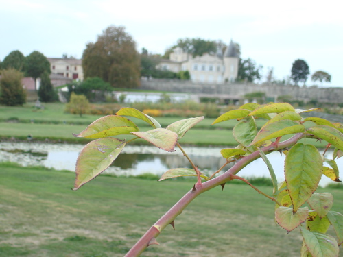 Lafite2