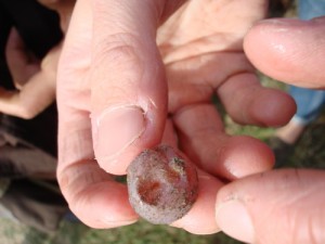 Loupiac_uva con botrytis