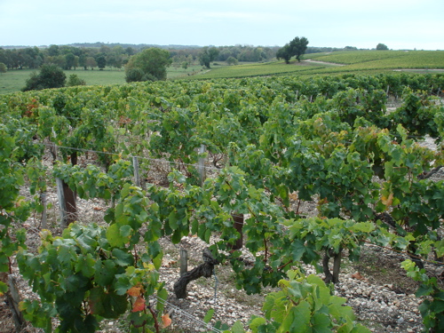 Médoc_paisaje