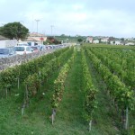 SE_viñedo ciudad