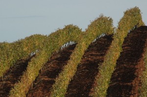 Sudafrica1_Tokara