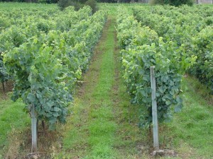vinho豪园 Vinho Verde