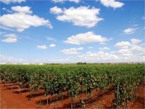Vigneti-Puglia