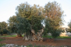 ulivo-leccese ulivo-leccese