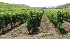 vinedopuglia