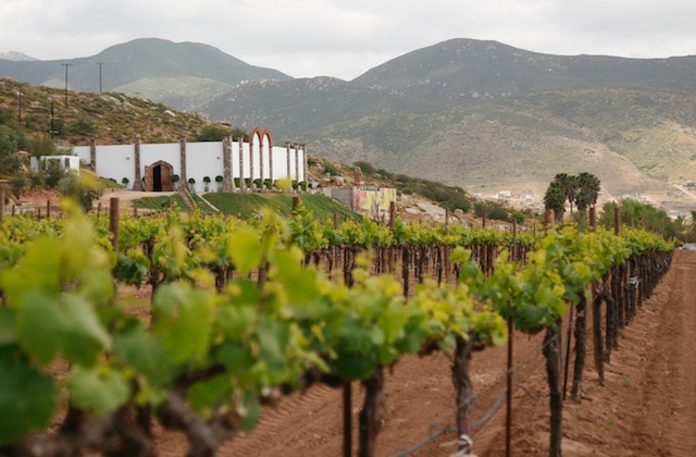 Monte Xanic: Poniendo en alto la calidad del vino mexicano