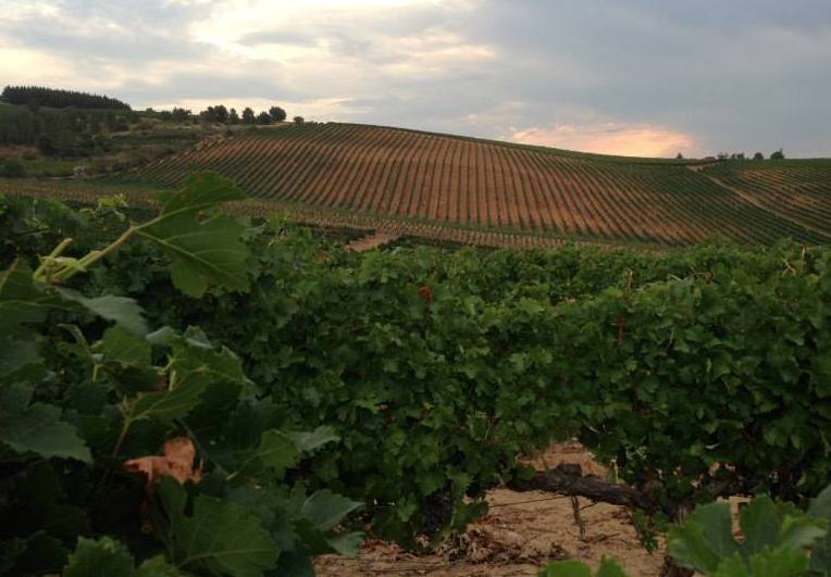 La uva Mencía y sus grandes vinos del Bierzo