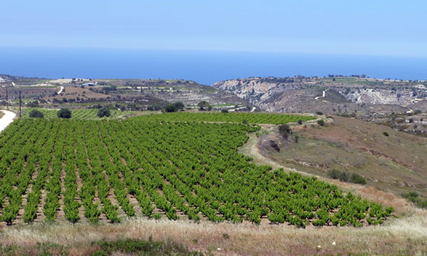 Chipre opta por las variedades autóctonas con éxito